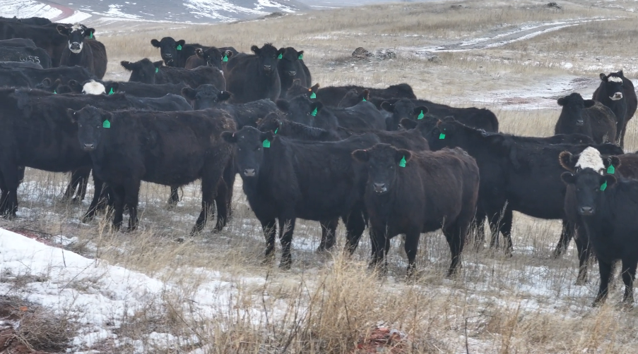 RARE FIND — 2 & 3 yr olds. Start calving mid-March.- BC1219A5